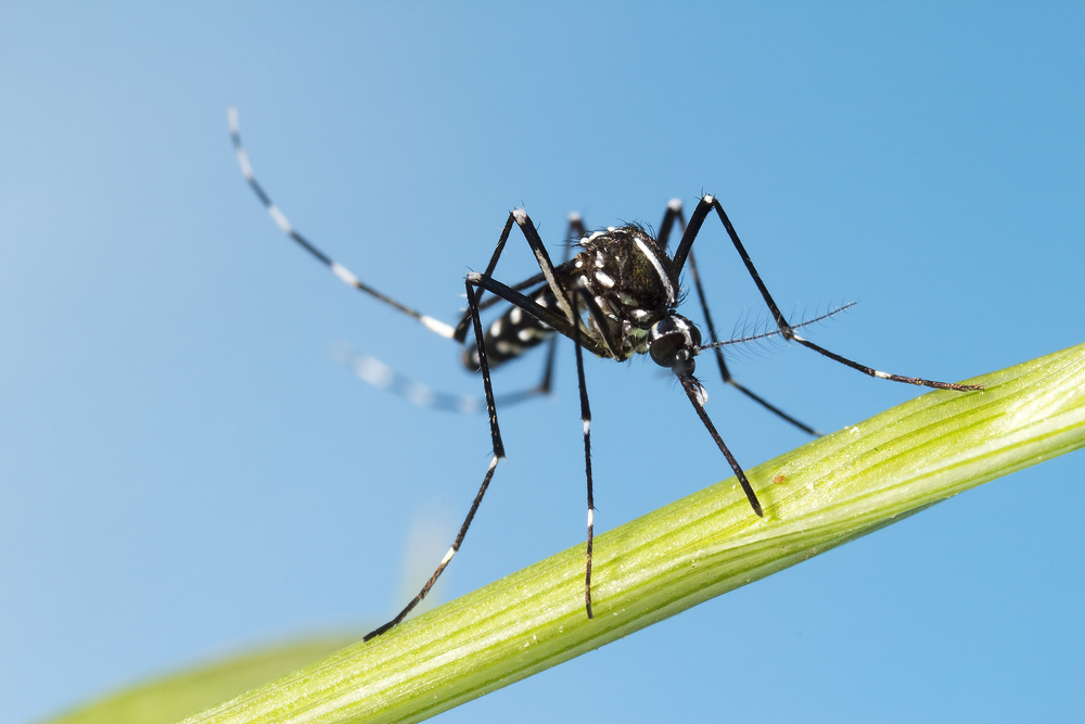 shutterstock_297163802.jpg Se protéger des moustiques