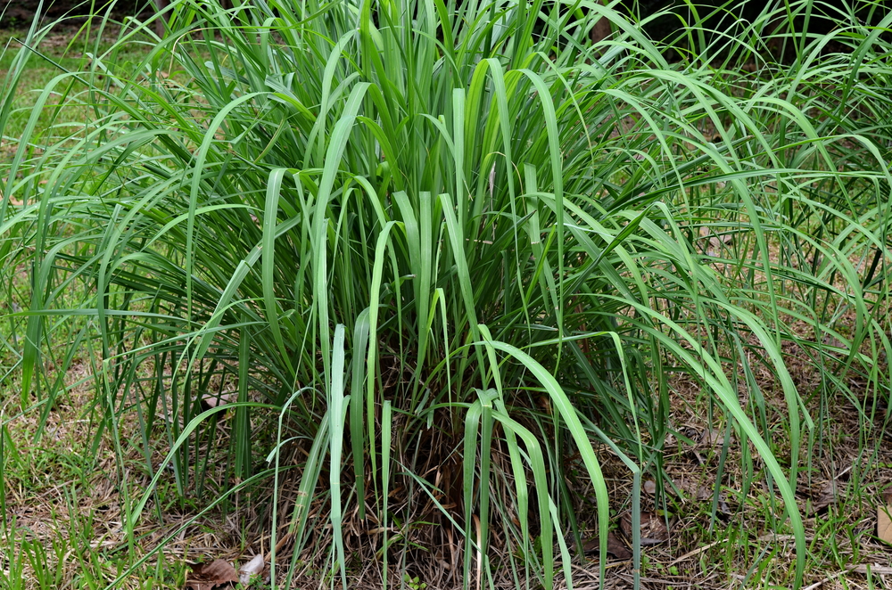 shutterstock_308106512.jpg Planter de la citronnelle