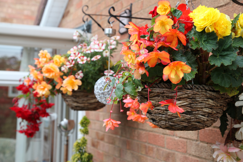 shutterstock_318642422.jpg Comment planter et entretenir les bégonias