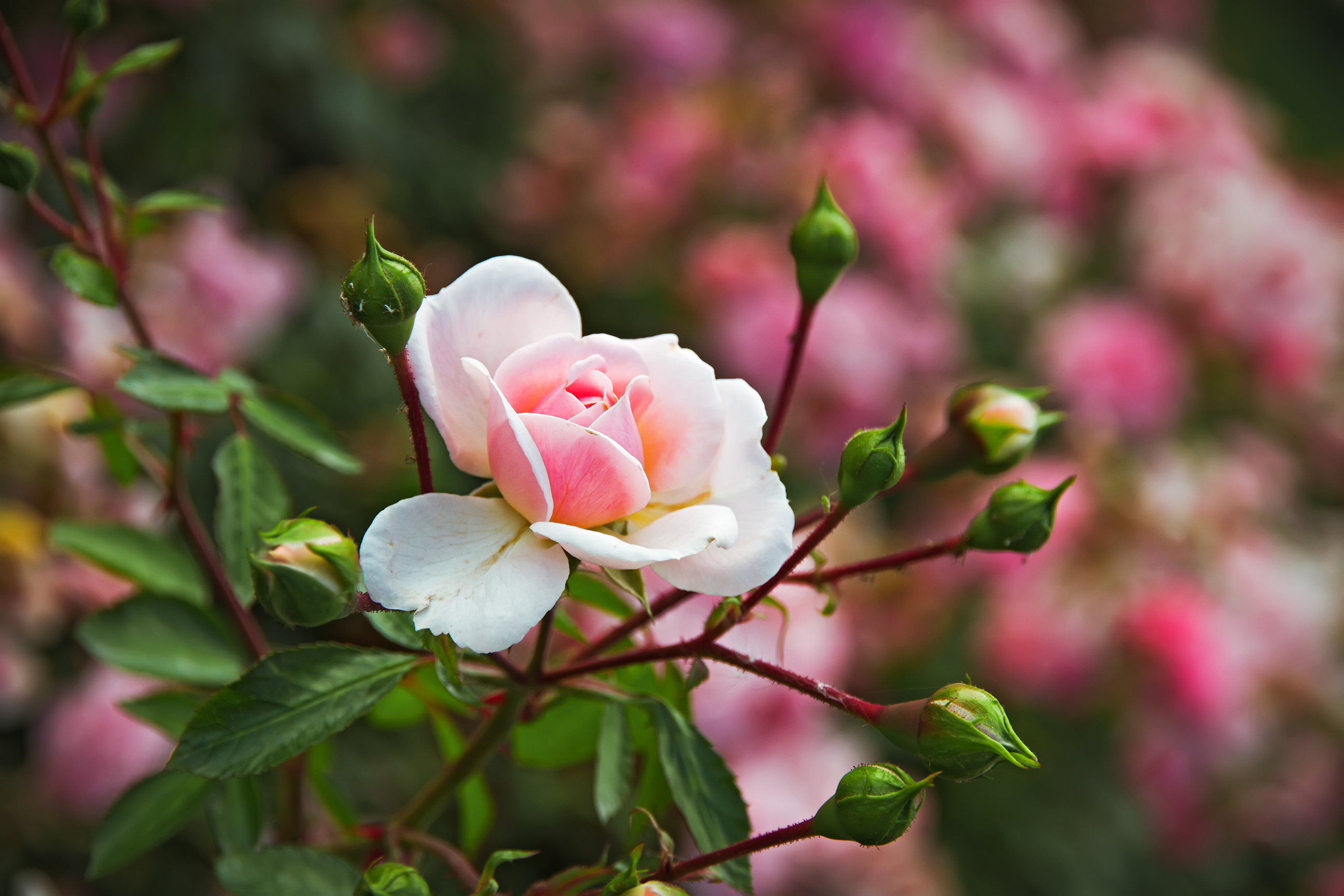 shutterstock_336374522.jpg Pruning roses | David Domoney | Miracle Gro