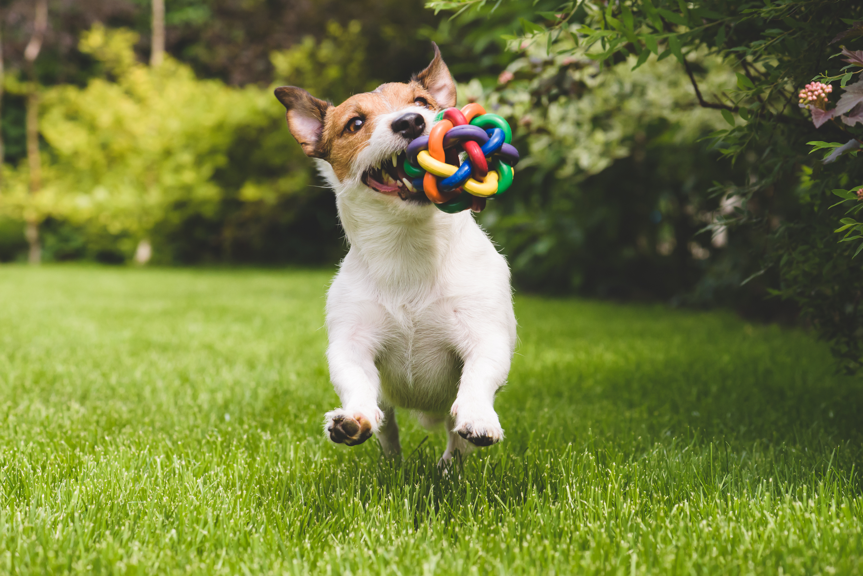 shutterstock_342653459_0.jpg A quick guide to getting your lawn looking great | Love The Garden