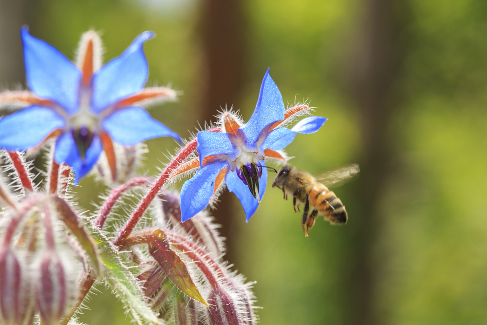 shutterstock_375271045.jpg Planter des plantes mellifères