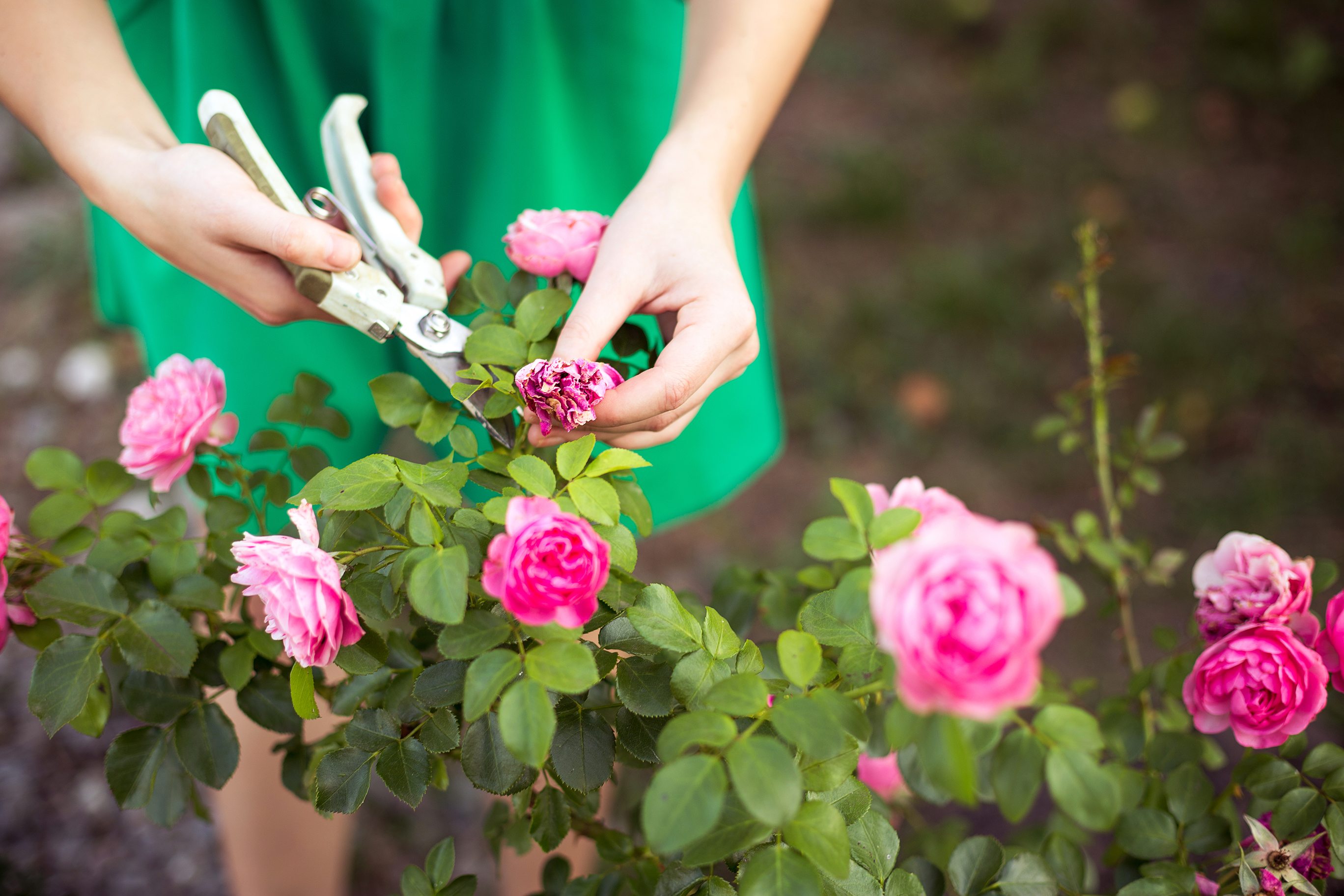 shutterstock_385689208.jpg Caring for roses | David Domoney | Miracle Gro