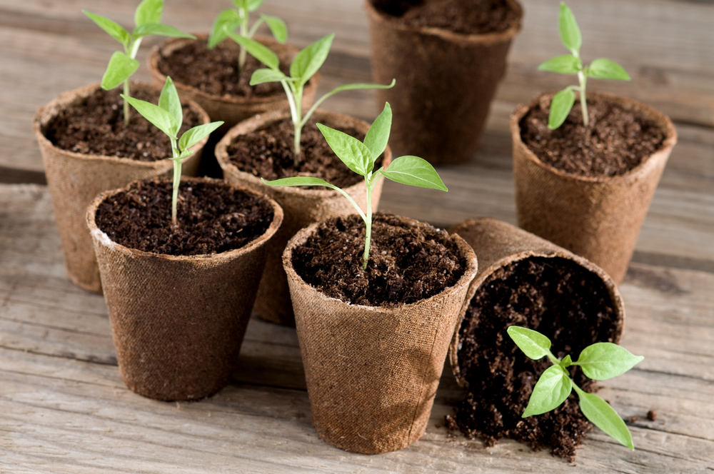 shutterstock_404506588.jpg Comment planter les poivrons