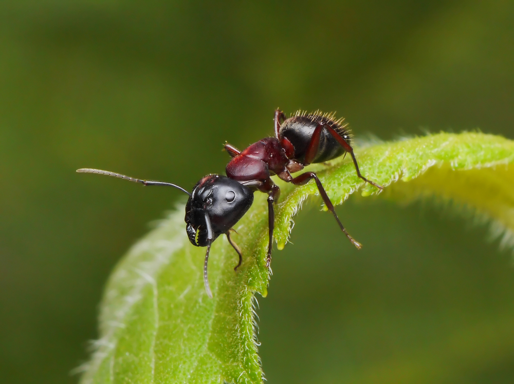 Je suis envahi par les fourmis Je suis envahi par les fourmis