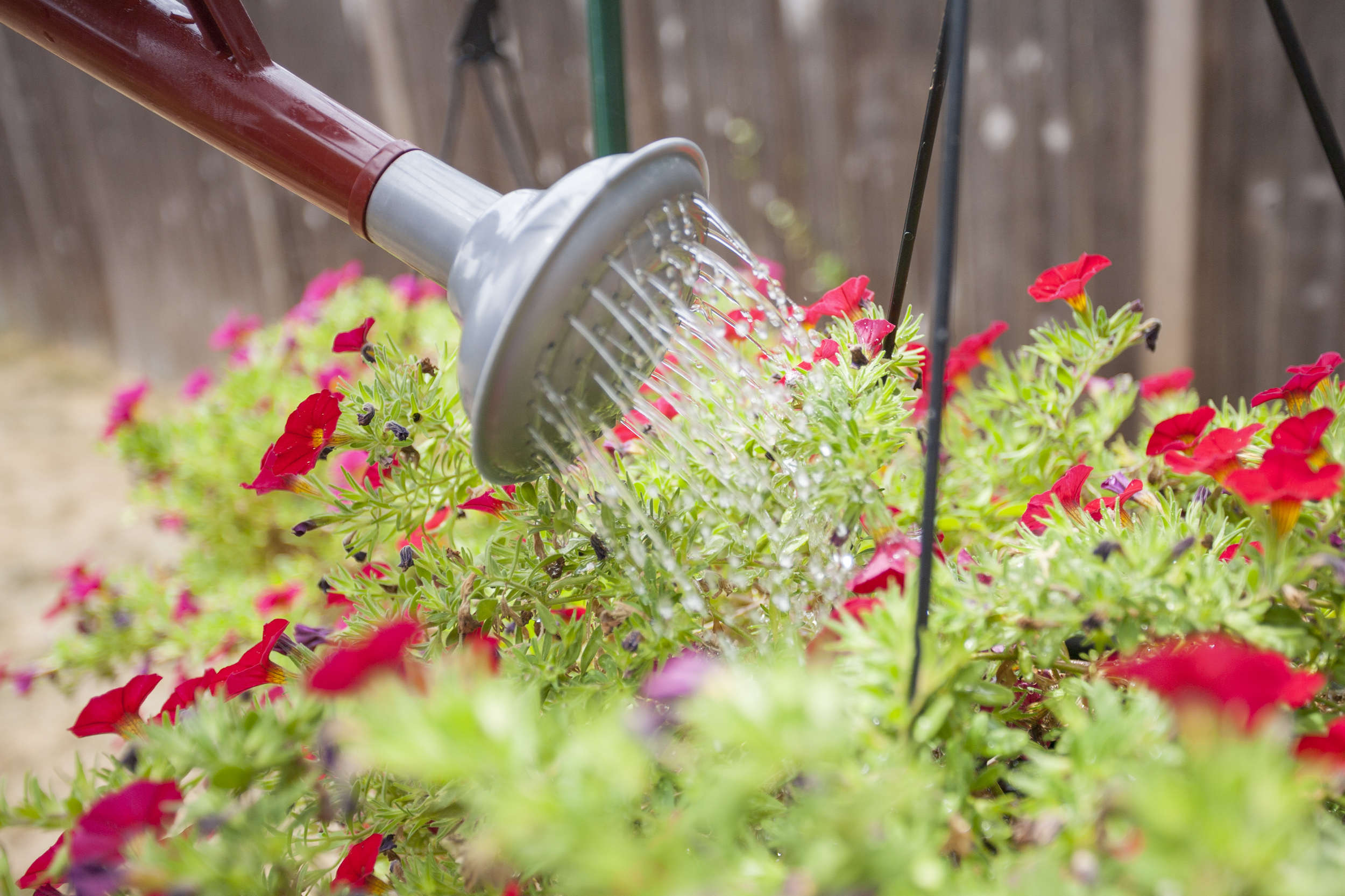 Watering your garden | David Domoney | Miracle Gro