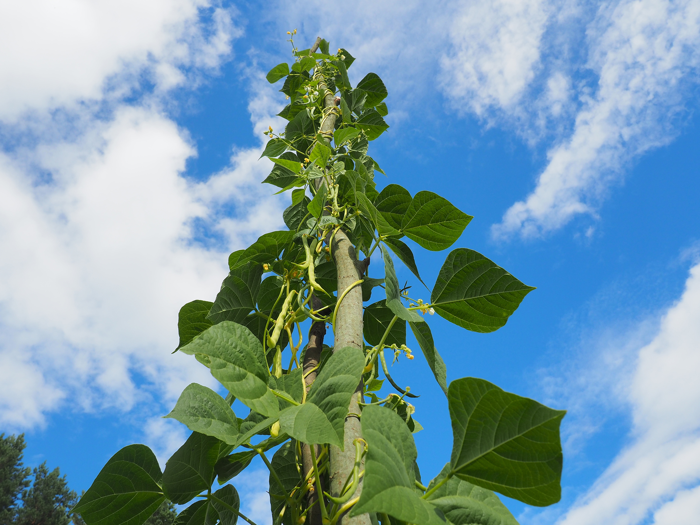 shutterstock_465943373.jpg 10 veg to plant in summer | Lovethegarden