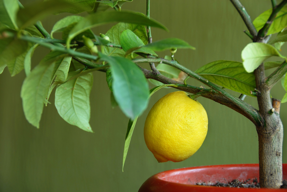 shutterstock_47192194.jpg Les maladies des agrumes