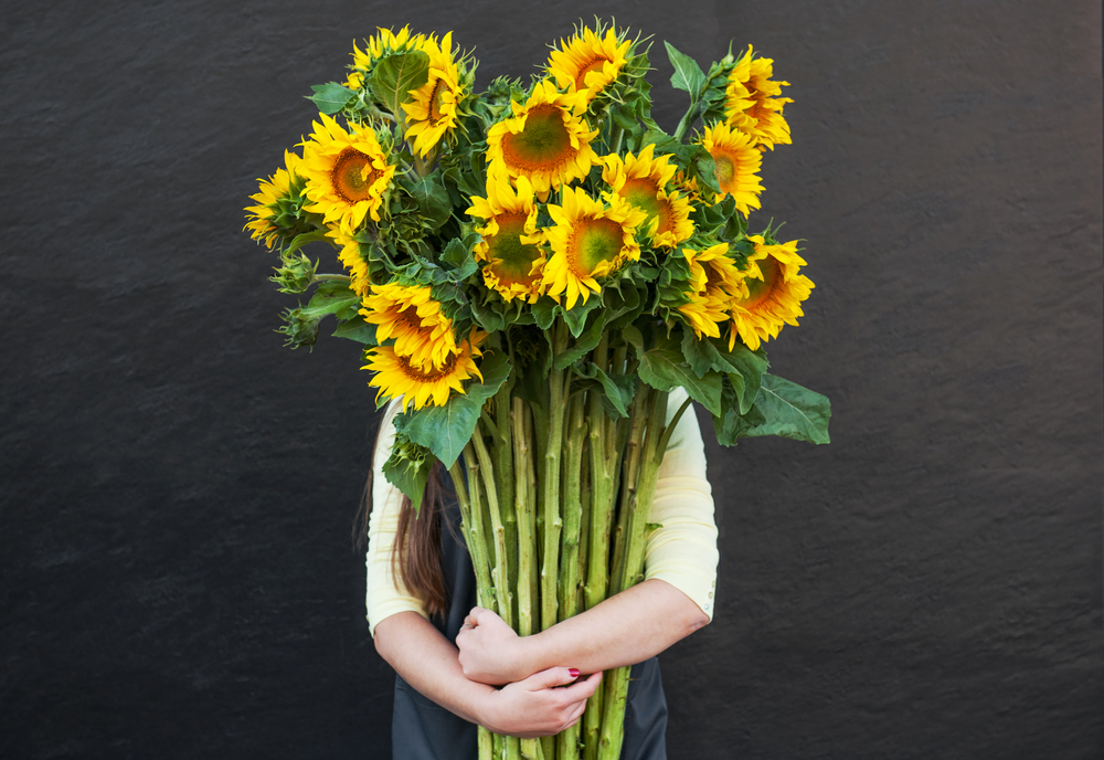 Tournesol à fleur géante, graines florales faciles Meilland Richardier