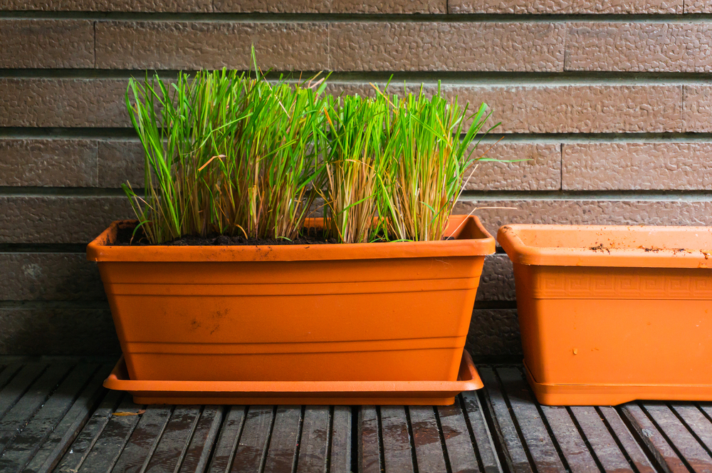 shutterstock_487226527.jpg Planter de la citronnelle