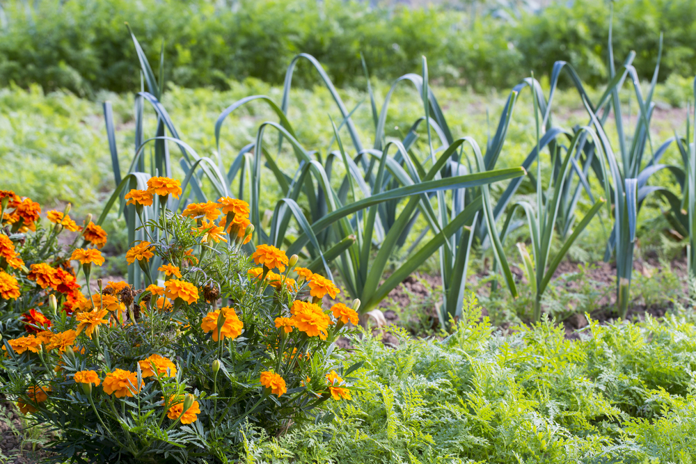 Jardinage : comment planter des poireaux au potager ?