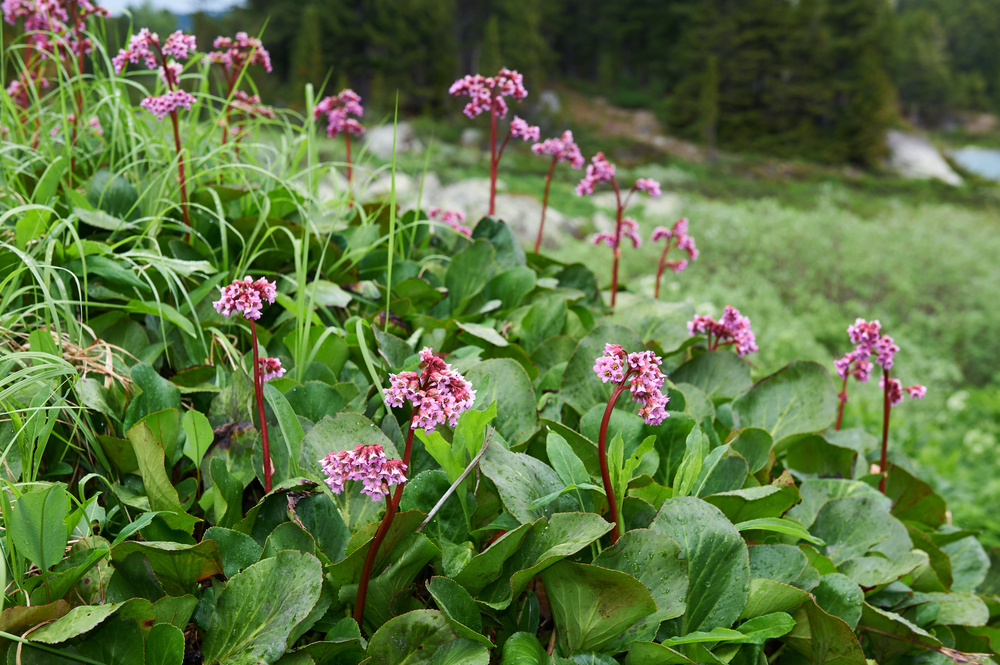 shutterstock_498064219.jpg Tout savoir sur le bergénia