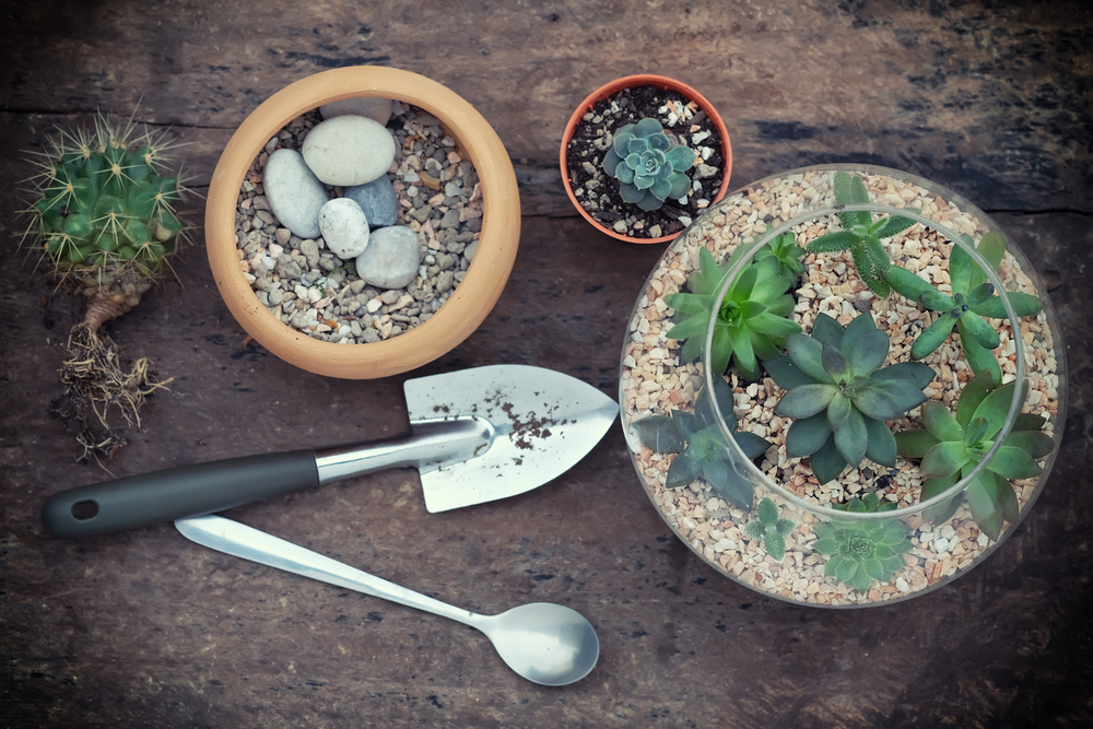 Le terrarium Le terrarium