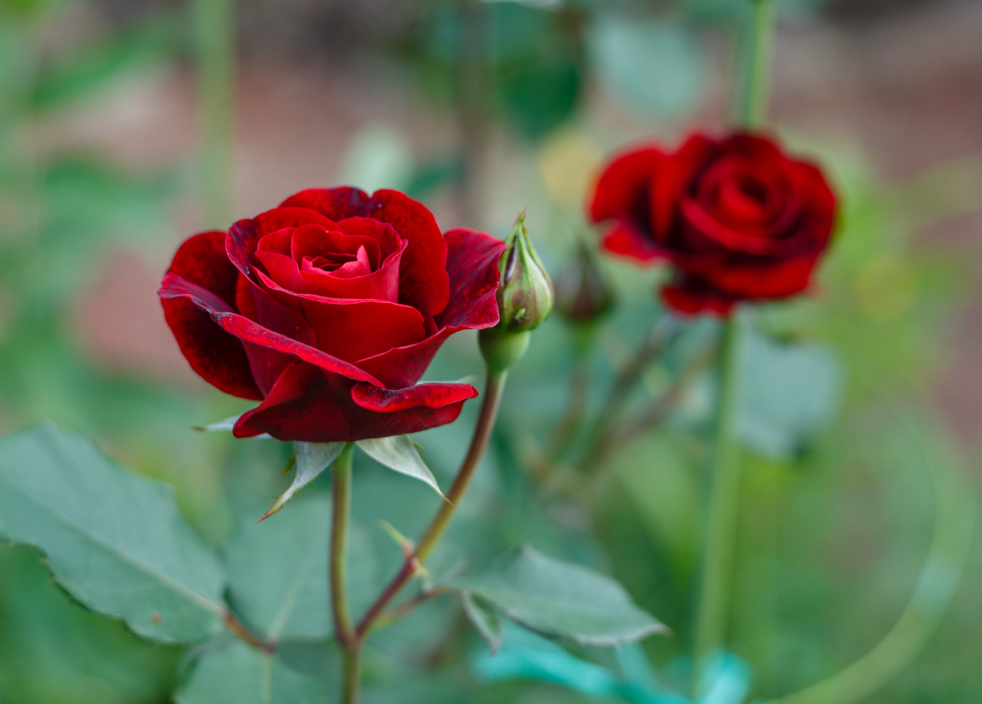  Pruning roses: when to make the cut