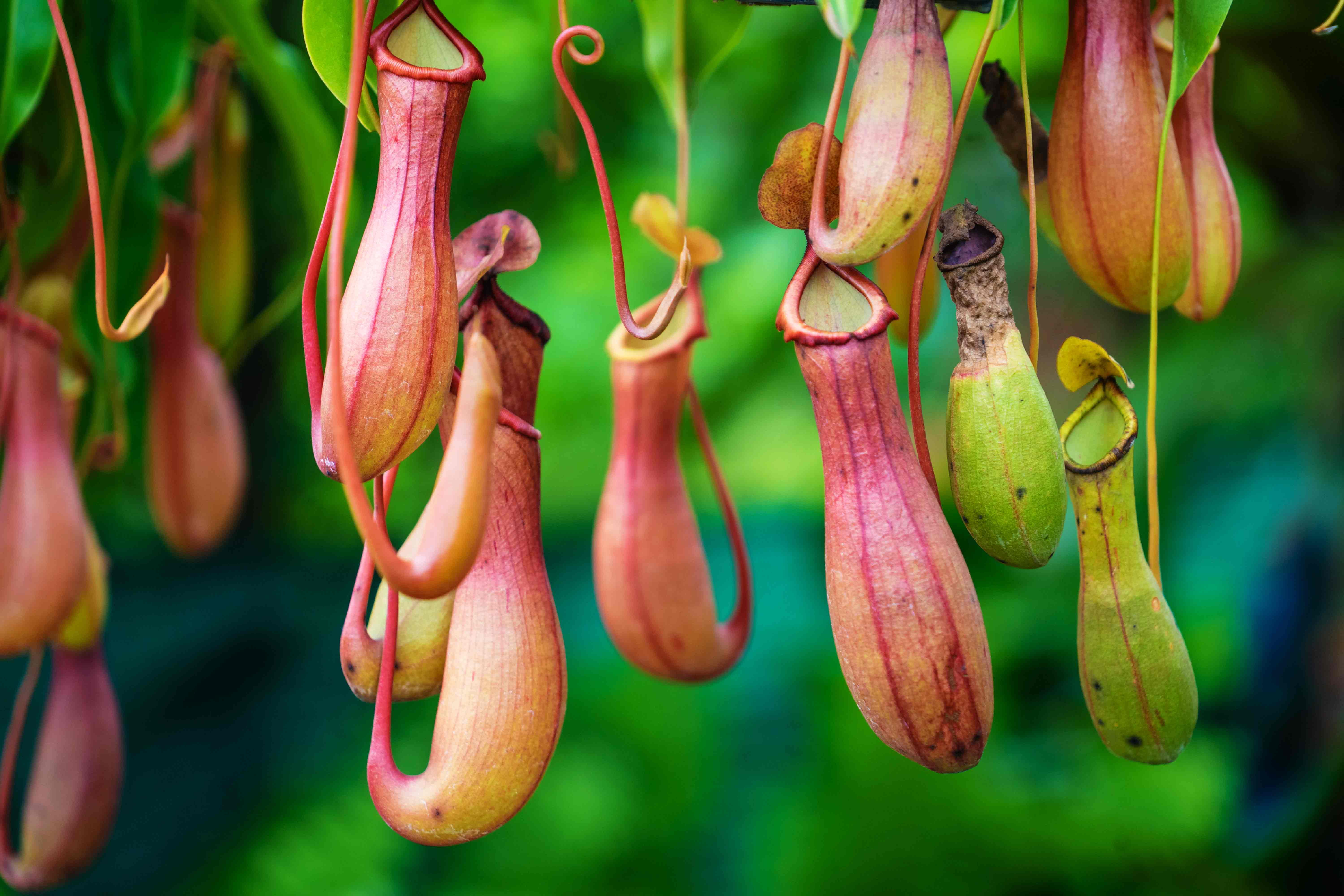 shutterstock_534304822_Nepenthes.jpg Kannenpflanzen