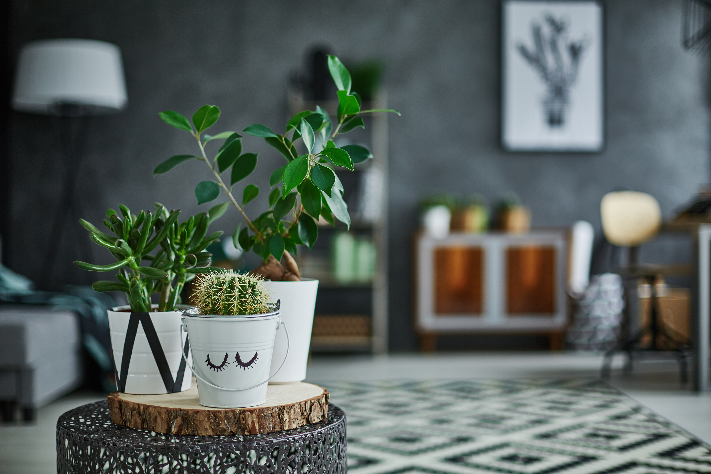 shutterstock_553446226.jpg Houseplants need good water management and drainage