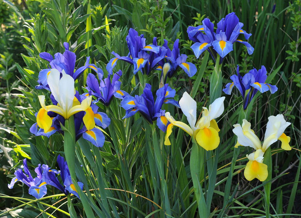 shutterstock_557223505.jpg Comment planter les iris