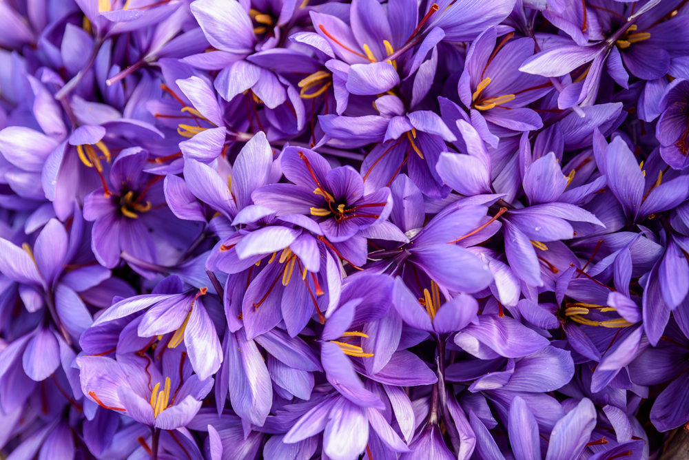 shutterstock_559201633.jpg Culture du safran