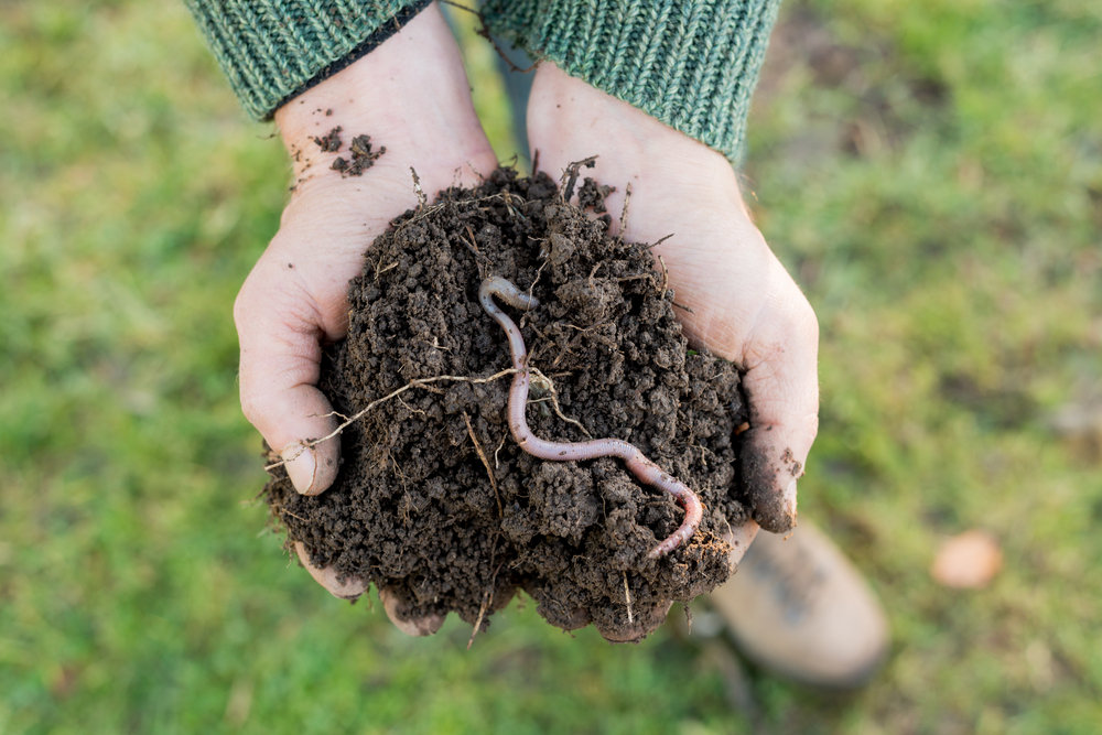 shutterstock_597695717.jpg ver de terre métier jardinier