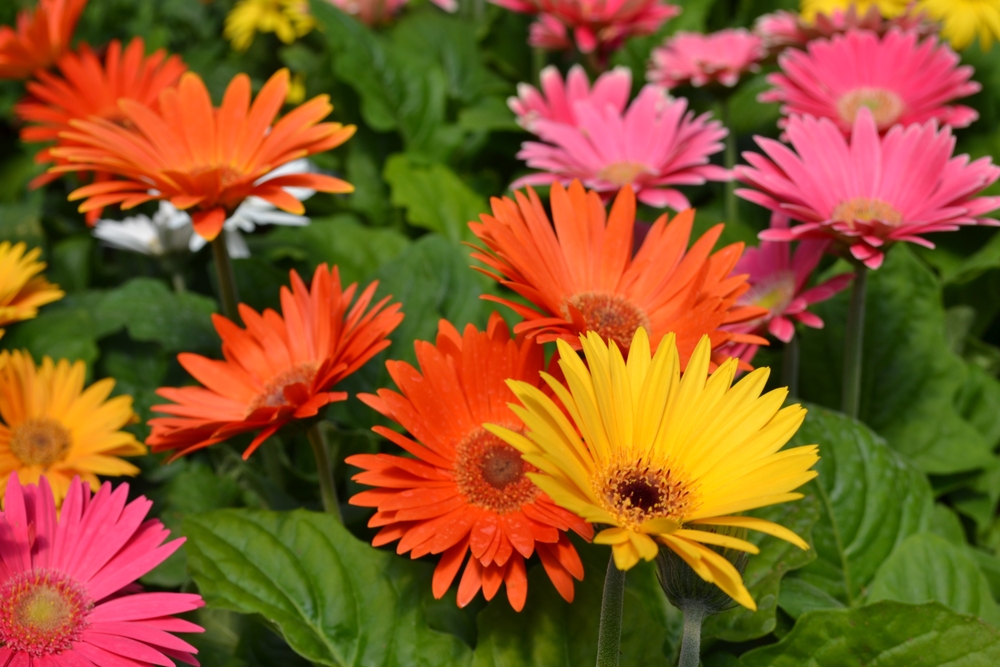 Les Couleurs Du Jardin Au Printemps La Pause Jardin