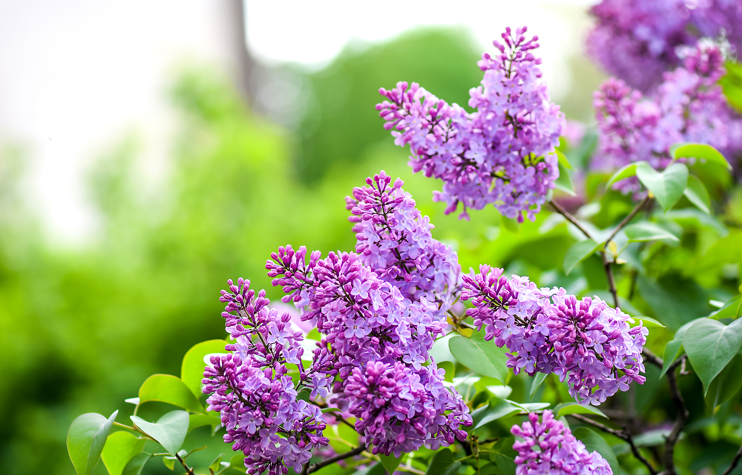 shutterstock_634563545_1.jpg Love the Garden / Lilac / Growing Guide
