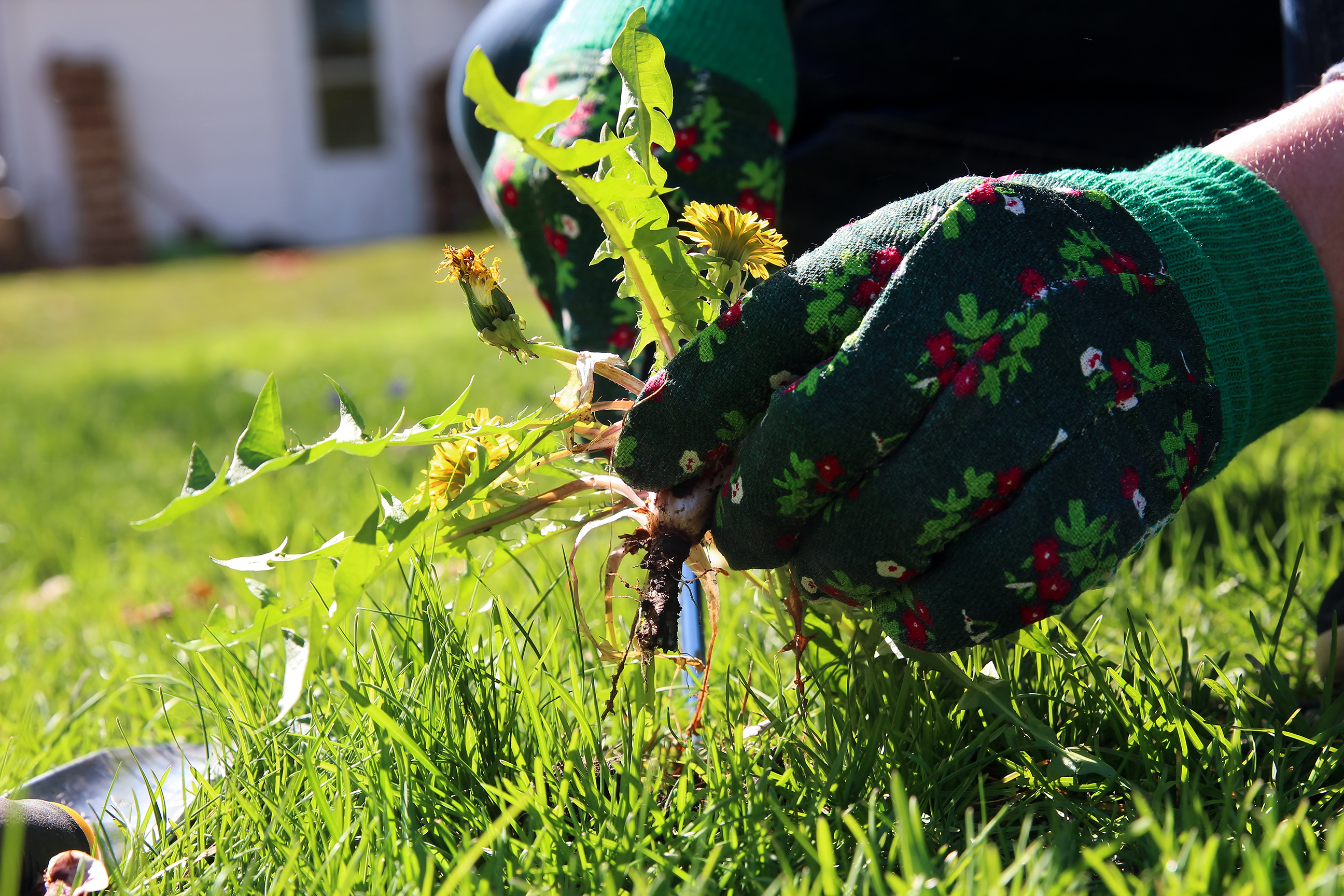 shutterstock_657771778.jpg Removing weeds - Miracle Gro - Love The Garden
