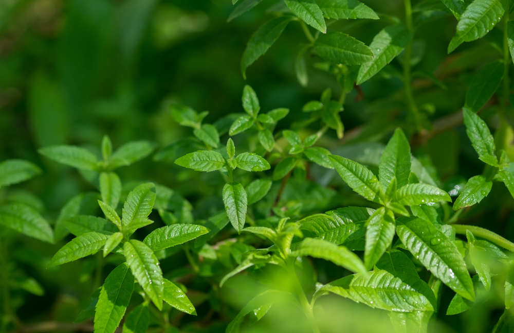 shutterstock_658079011.jpg Agrumes et Plantes méditérranéènnes : Planter
