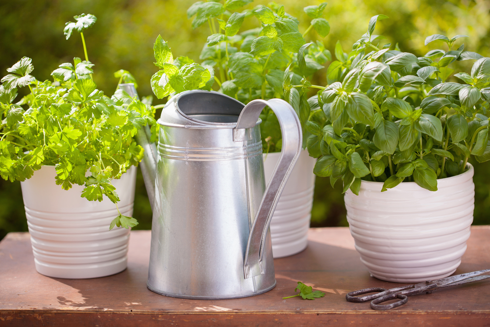 shutterstock_688127191.jpg Cultiver des plantes aromatiques sur un balcon