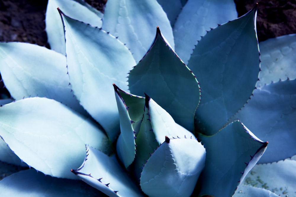 shutterstock_691909402_0.jpg Agrumes et plantes méditerranéennes : Avant de se lancer