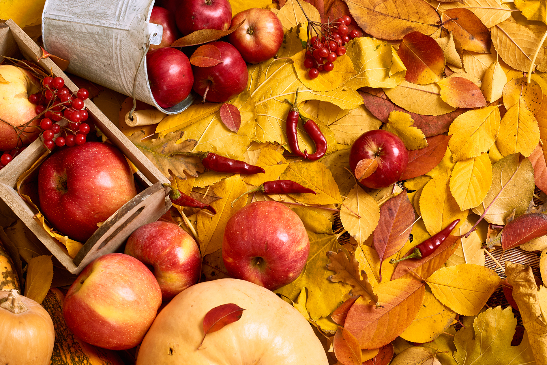 shutterstock_712814992.jpg October planting & Harvesting guide
