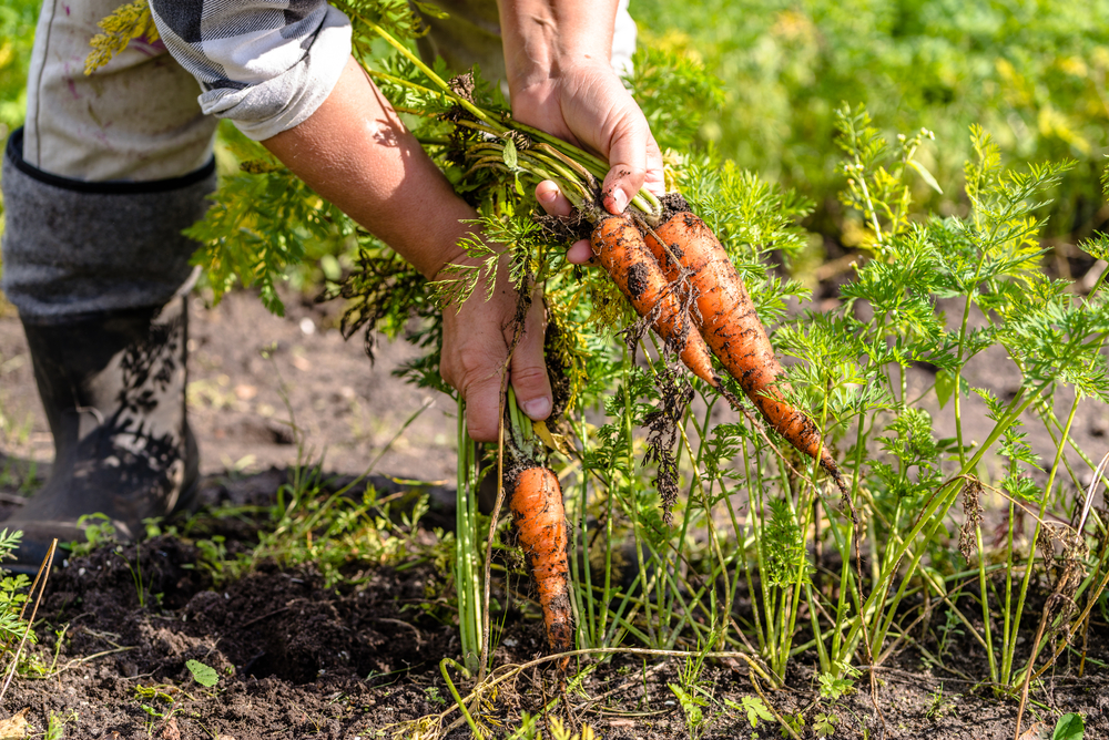 La récolte des carottes