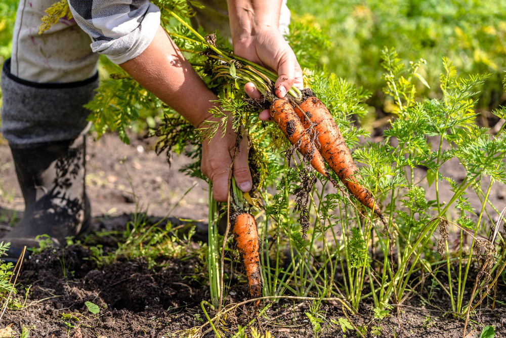 Comment cultiver des carottes ? La Pause Jardin