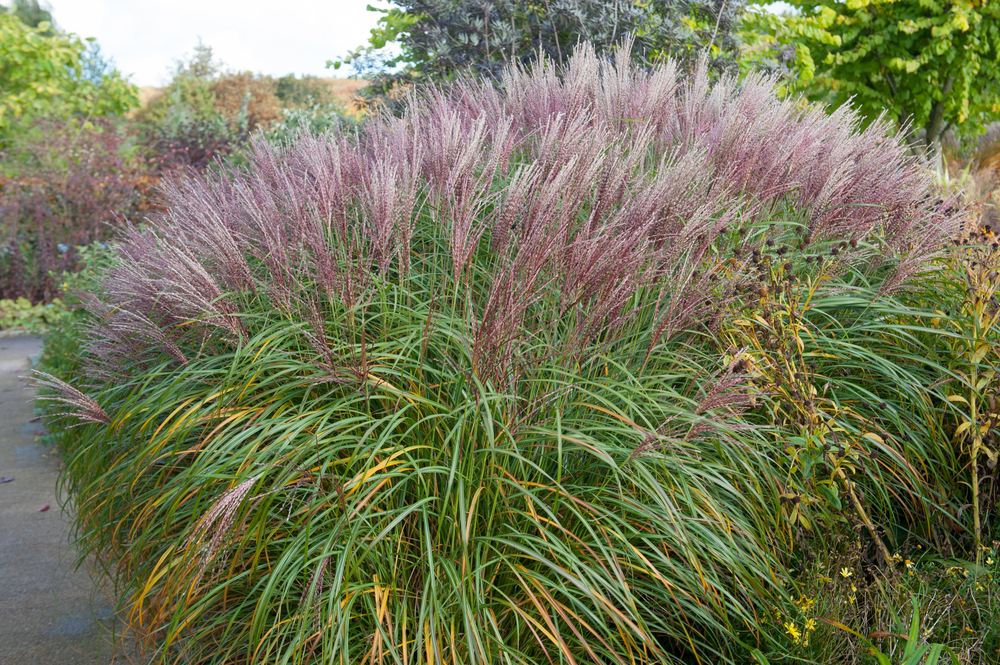 shutterstock_719216026.jpg Planter du miscanthus dans son jardin