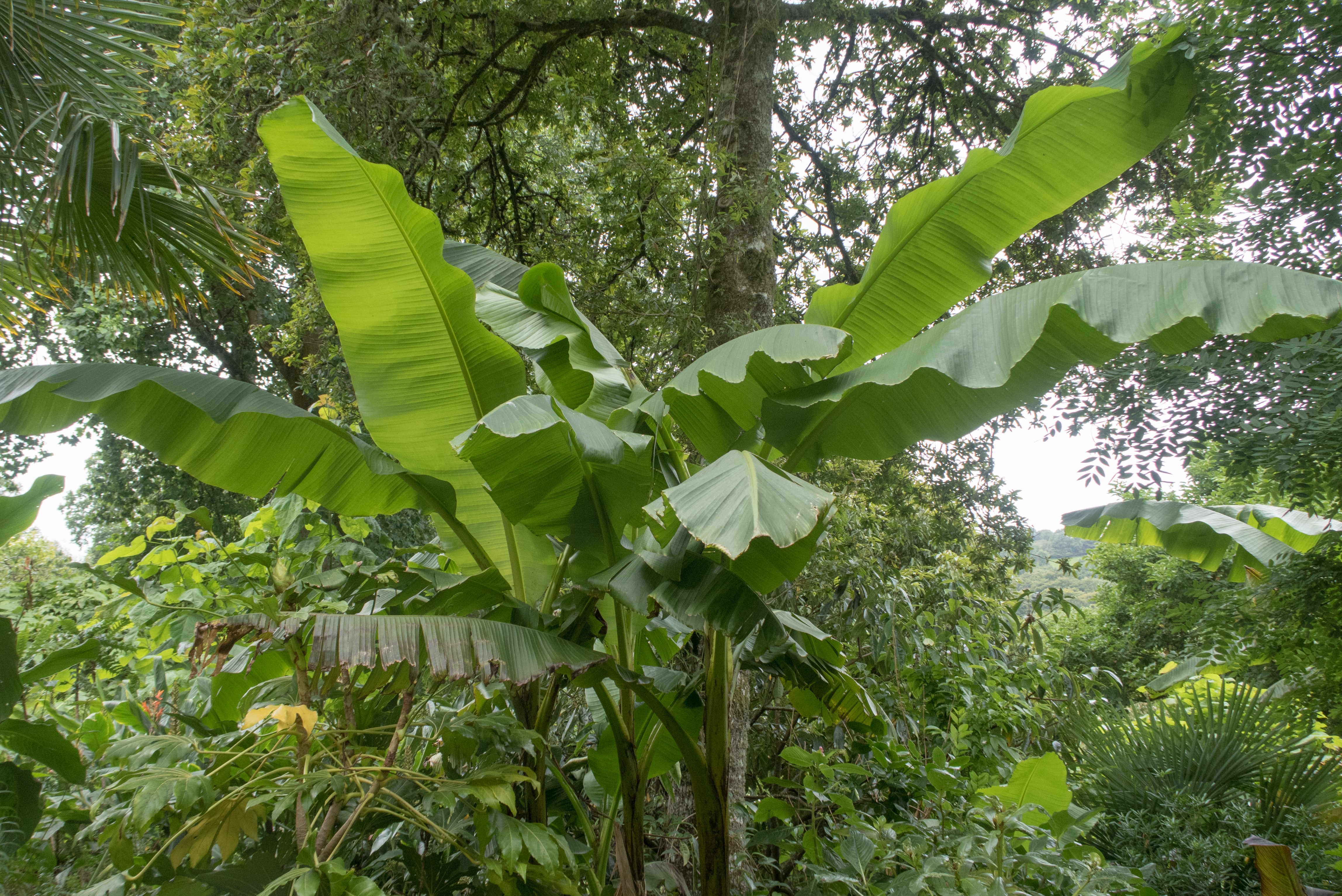 shutterstock_720087487.jpg Love the Garden / Banana / Growing
