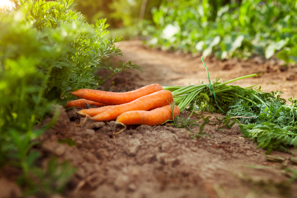 La plantation des carottes