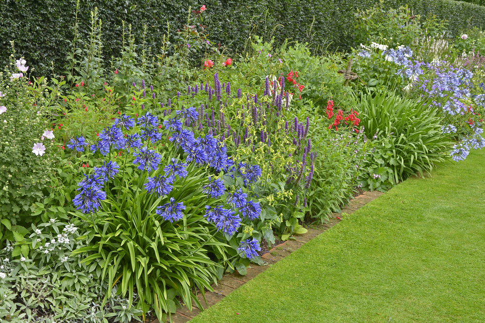 Planter les agapanthes