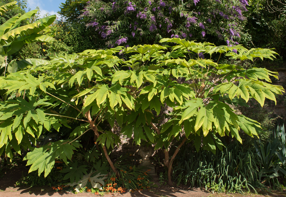 shutterstock_725334676.jpg Comment cultiver des plantes exotiques en extérieur
