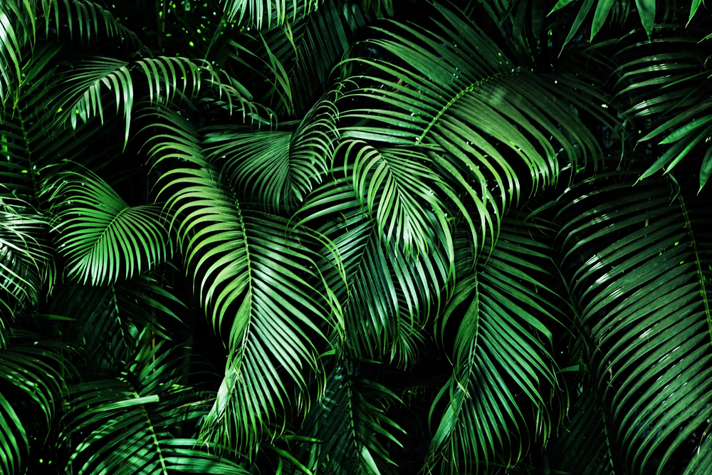 shutterstock_729383275.jpg Agrumes et plantes méditerranéennes : Avant de se lancer