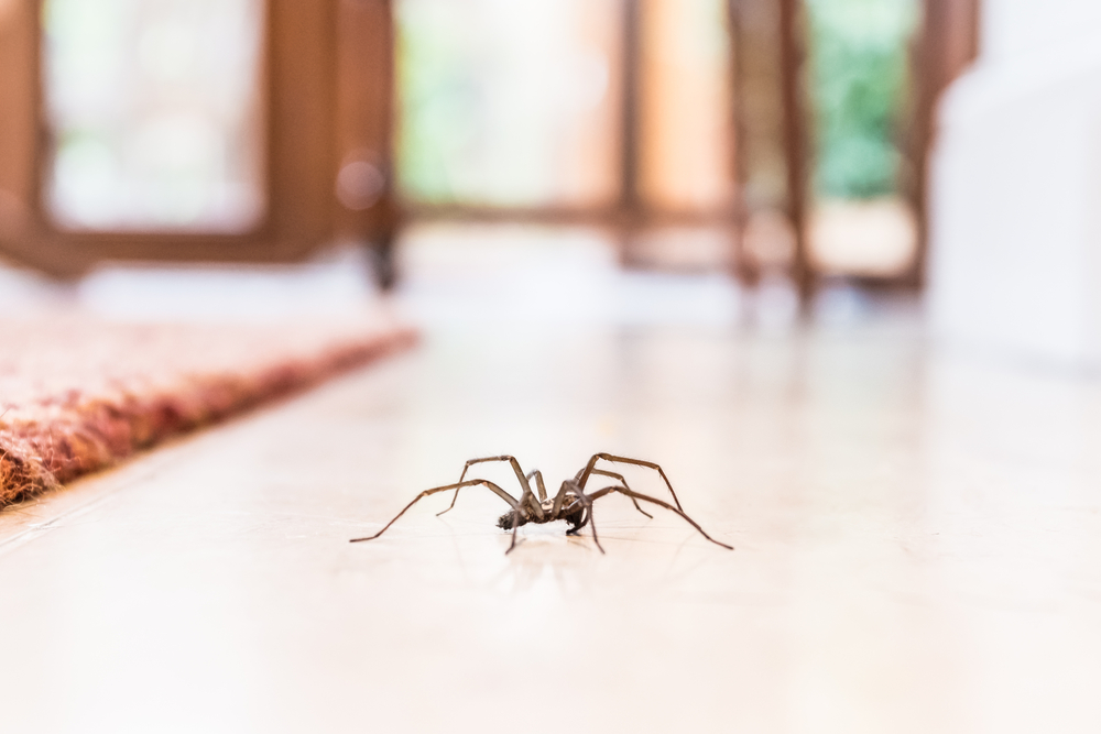shutterstock_731064709.jpg Les araignées
