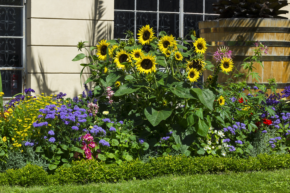 Planter et cultiver des tournesols