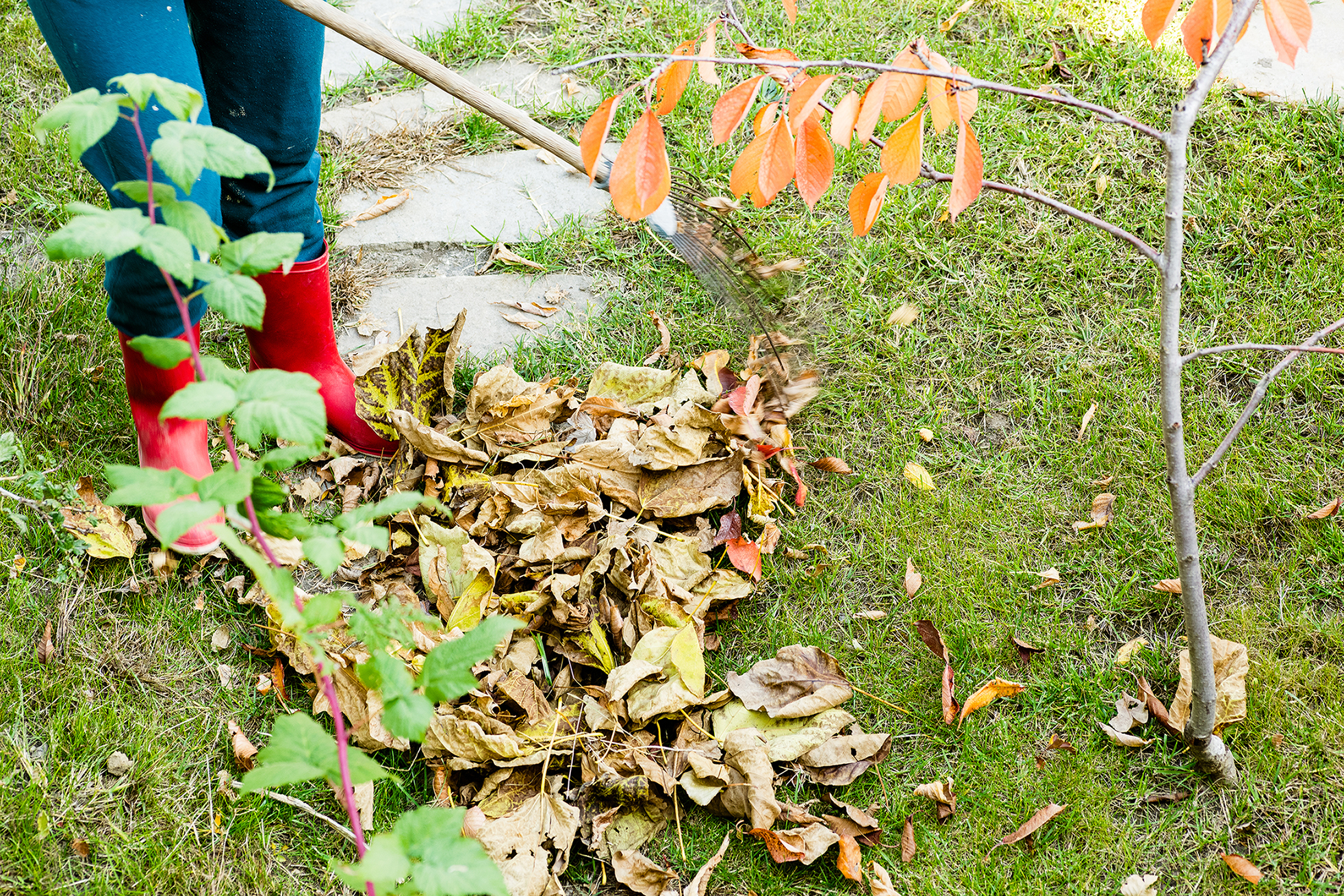shutterstock_751640404.jpg Autumn lawncare | David Domoney | Miracle Gro | Love The Garden