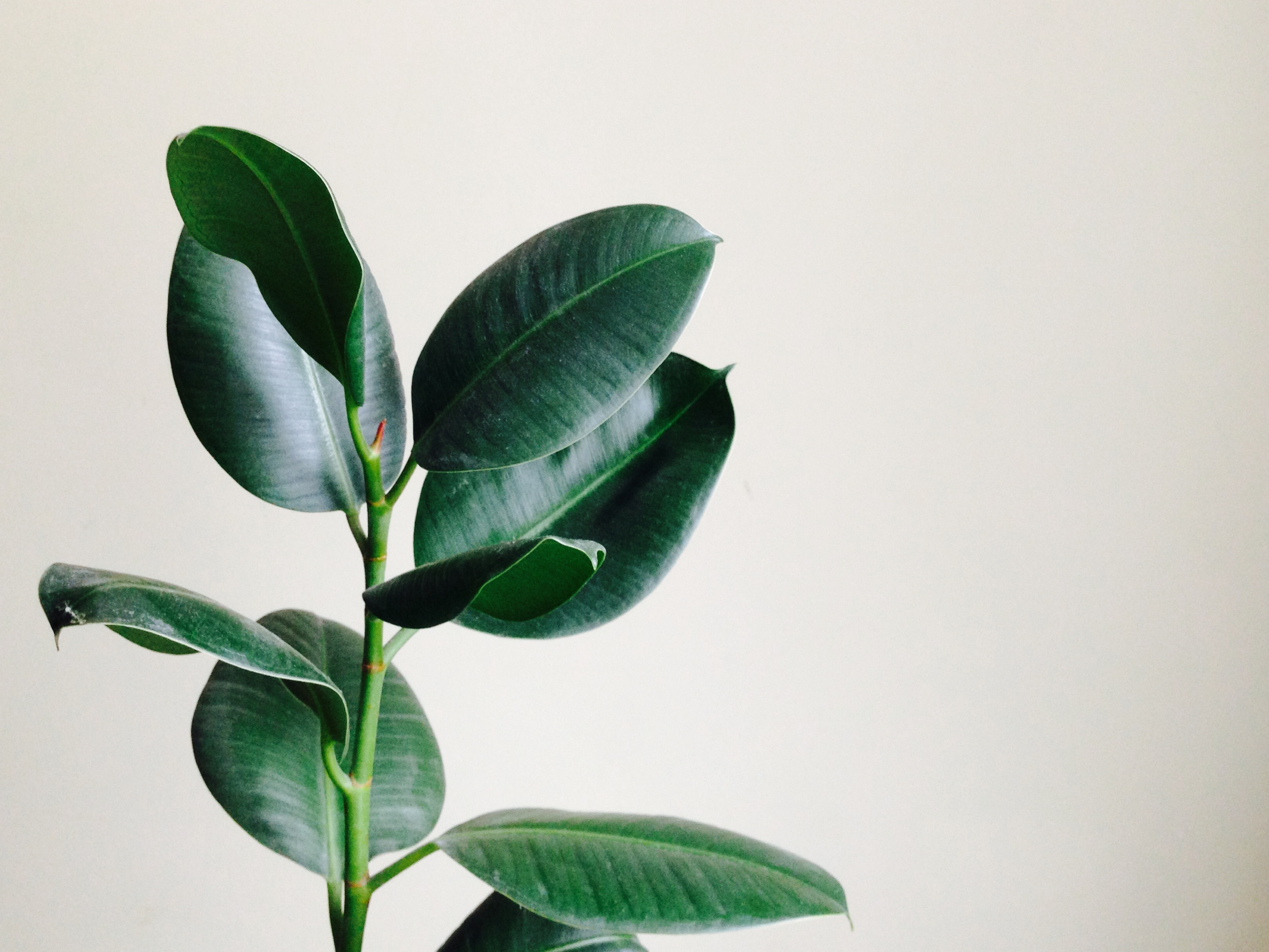 shutterstock_755804167.jpg Houseplants after Christmas | Miracle-Gro | David Domoney