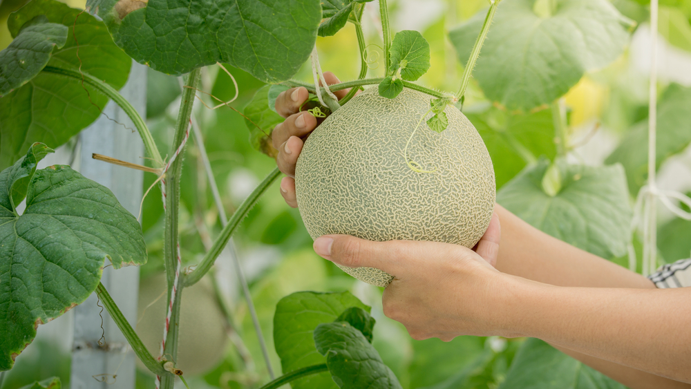 shutterstock_759624910.jpg Comment cultiver les melons