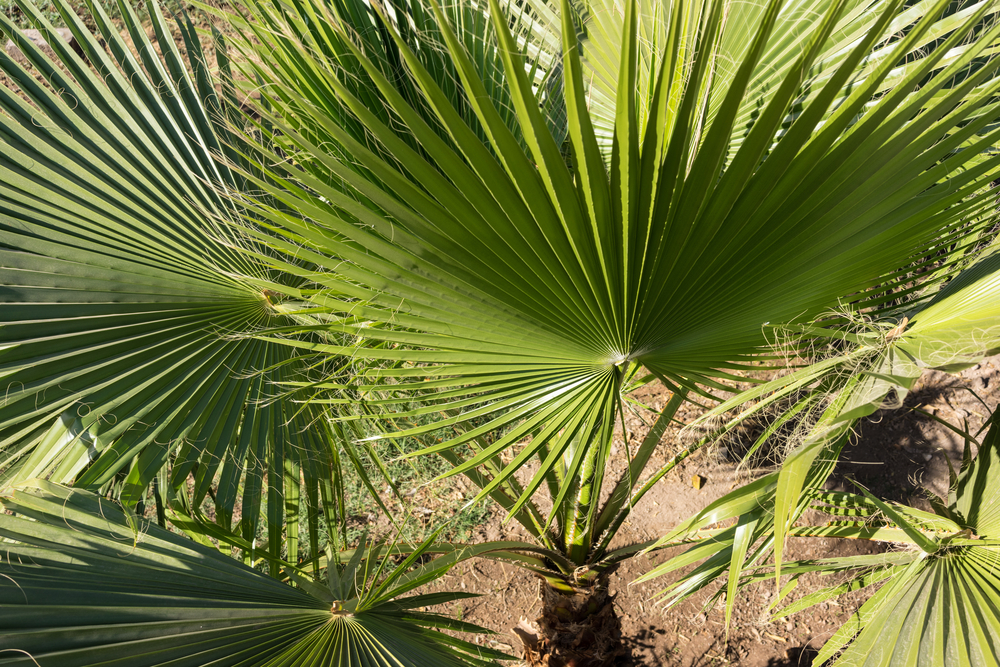 shutterstock_763646743.jpg Cultiver des plantes exotiques en extérieur