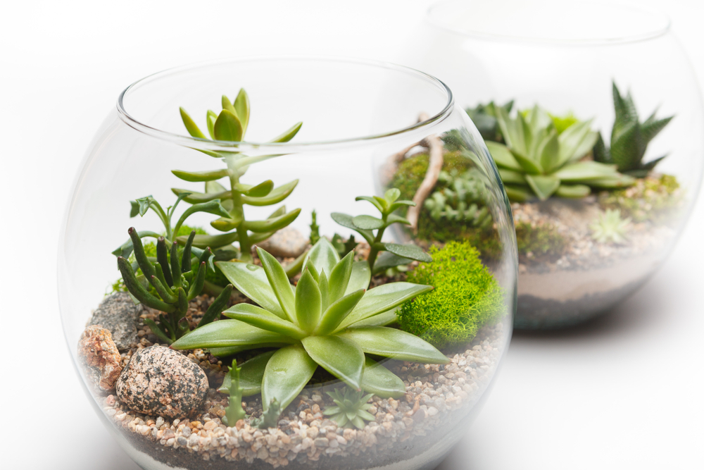 Le terrarium Le terrarium