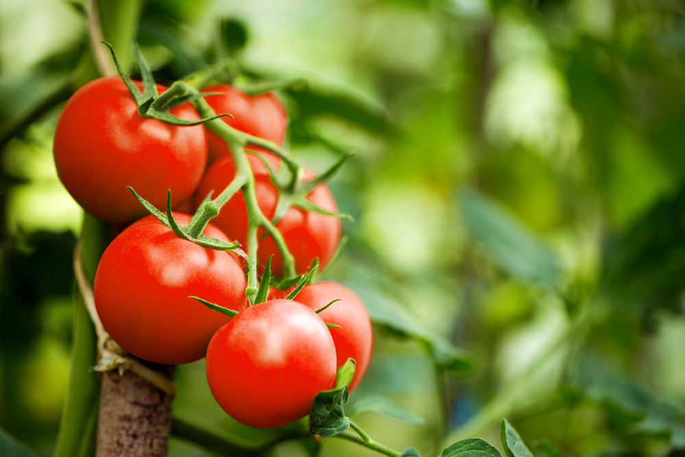 Légumes-fruits : Nourrir, Tailler