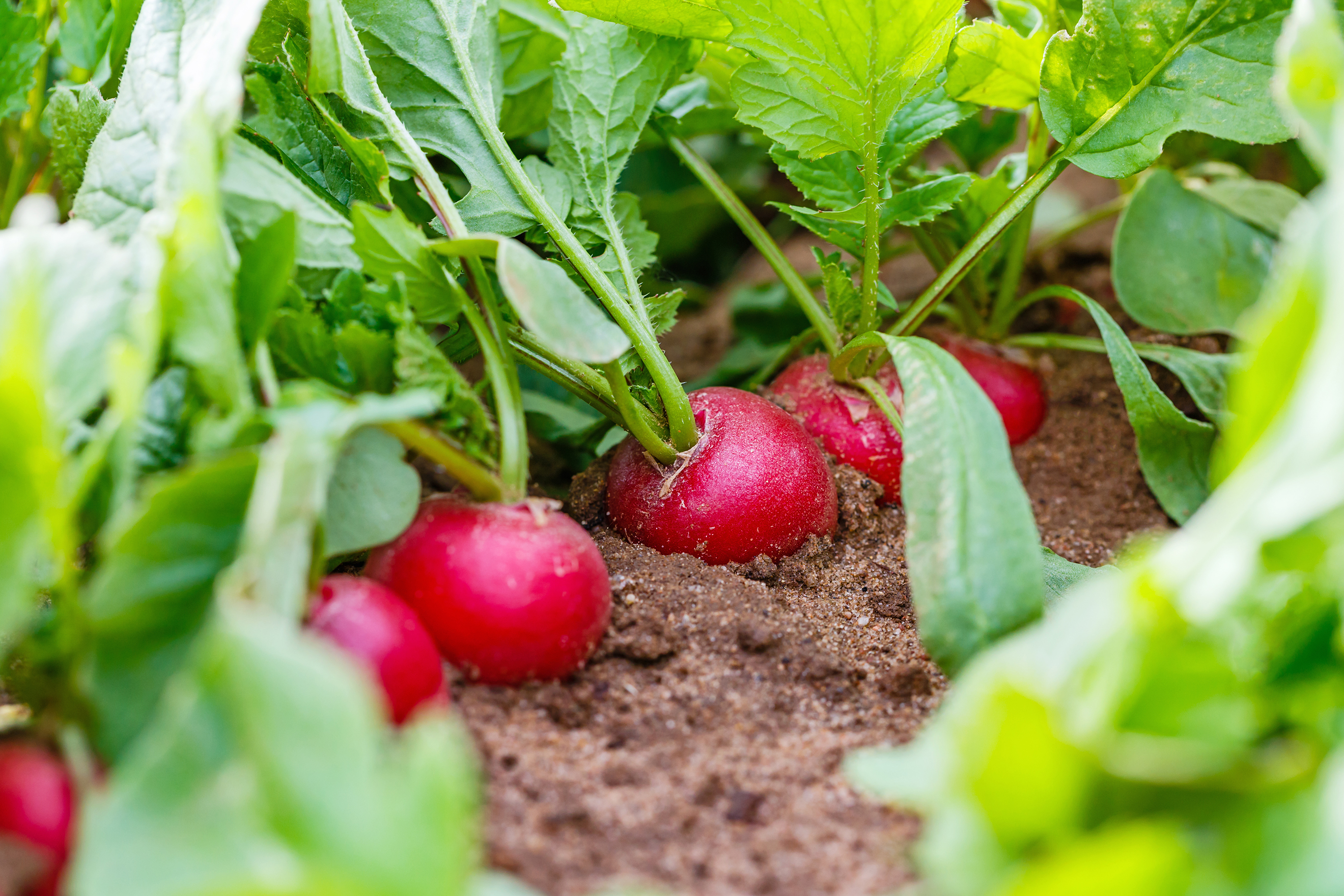 10 veg to plant in summer | Lovethegarden