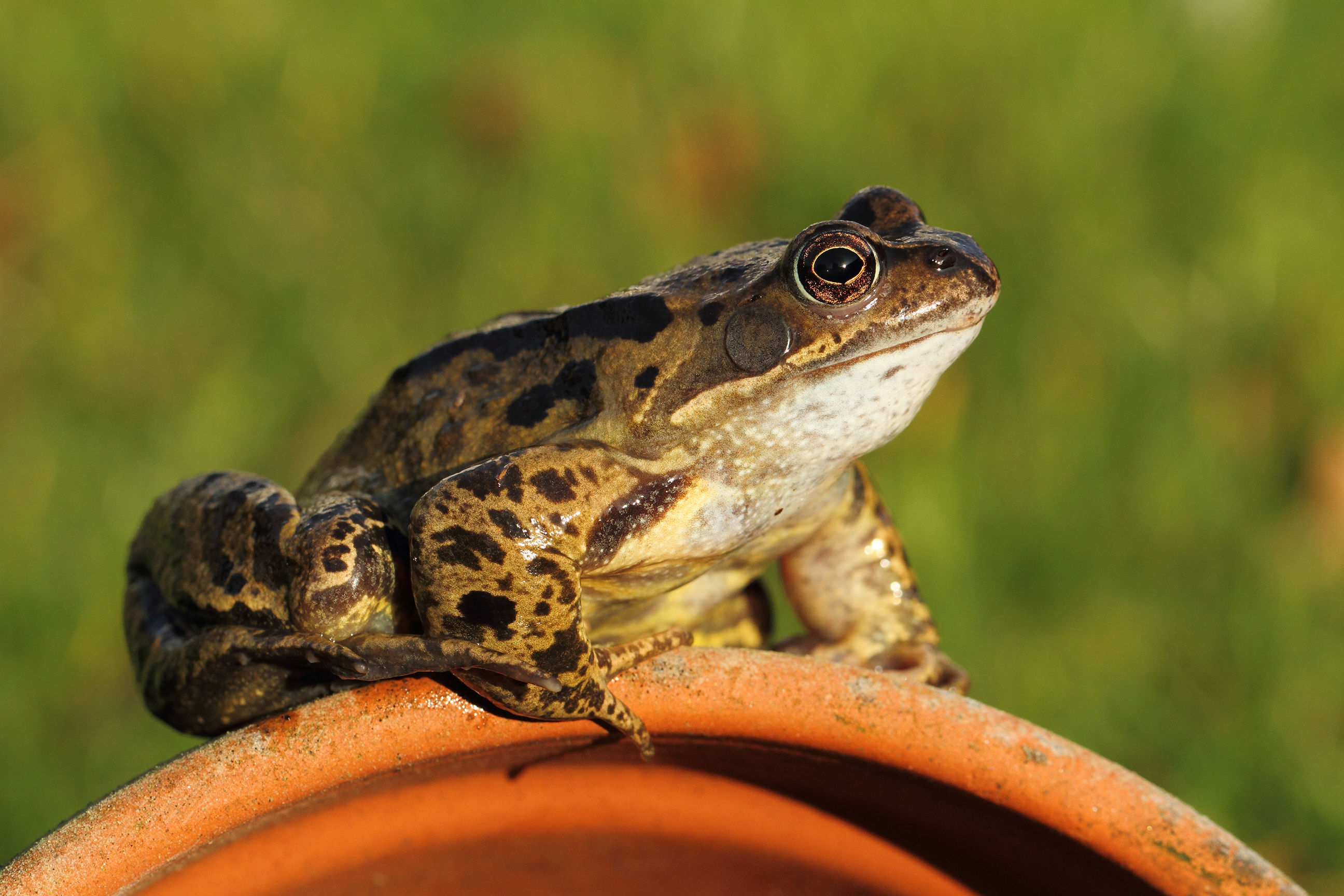 shutterstock_97323155.jpg Get ready for autumnwatch - Frogs
