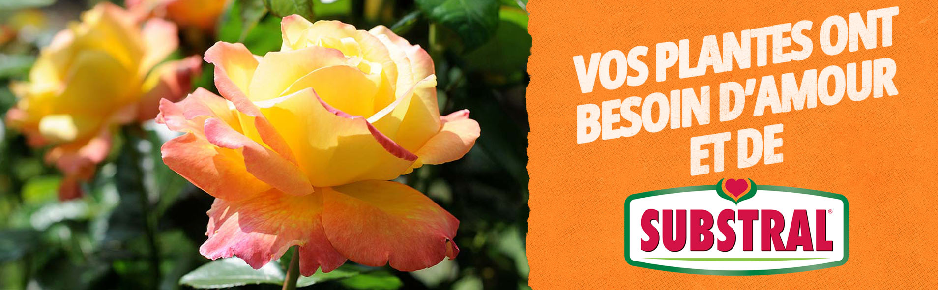 substral-banner-plantes-ont-besoin-d-amour.jpg Substral® Fungicarb, vos plantes ont besoin d'amour