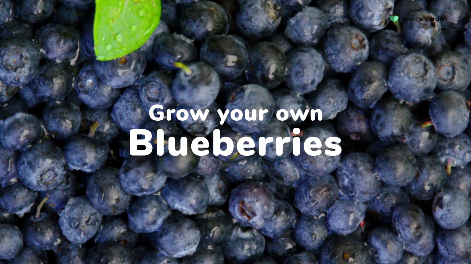 How To Grow Blueberries In Raised Beds at Richard Boling blog